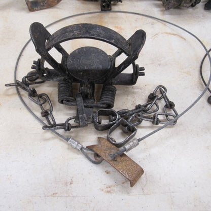 12 Used Duke 1 - 1/2 Coilspring Traps With Anchors Attached - Great Mink Trap