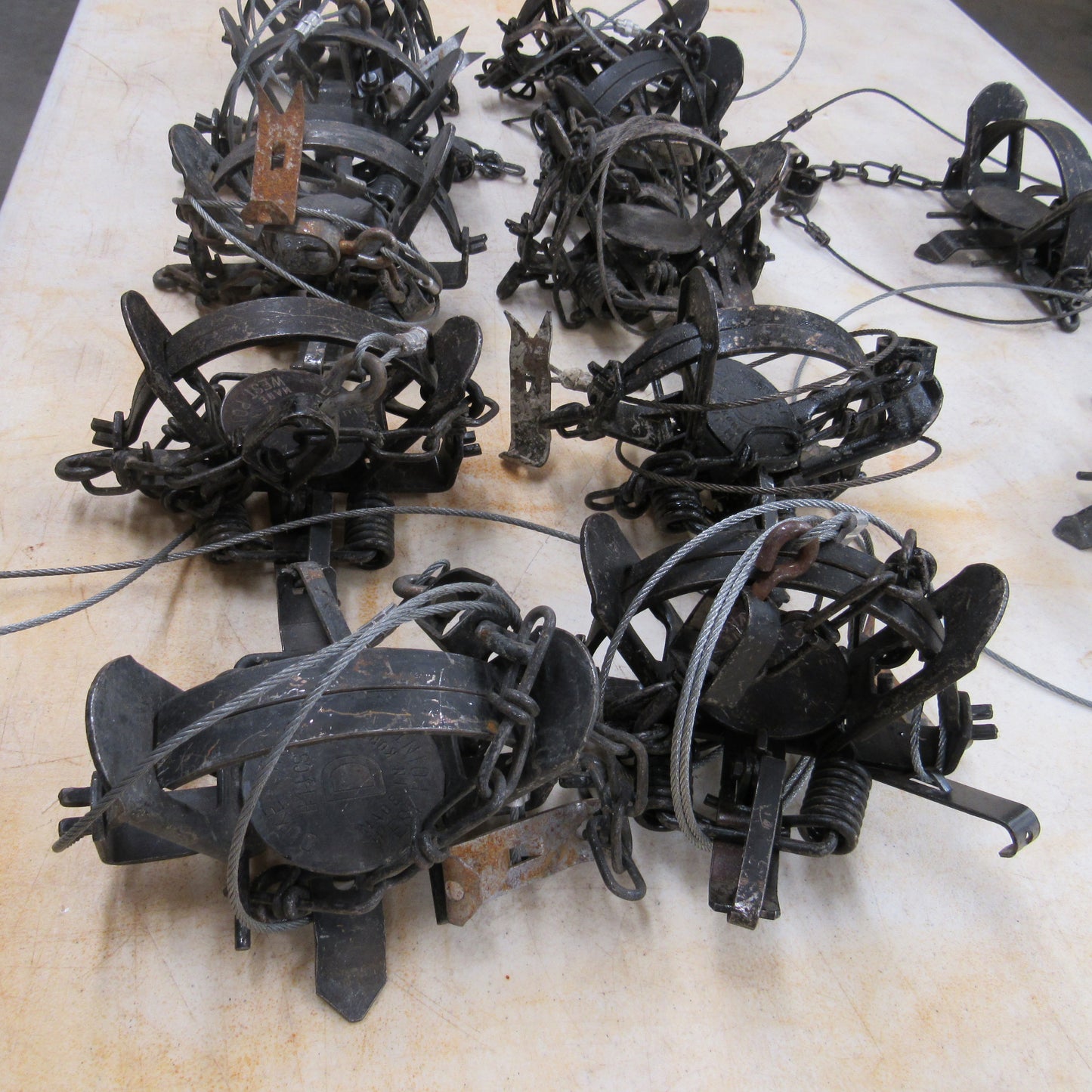 12 Used Duke 1 - 1/2 Coilspring Traps With Anchors Attached - Great Mink Trap