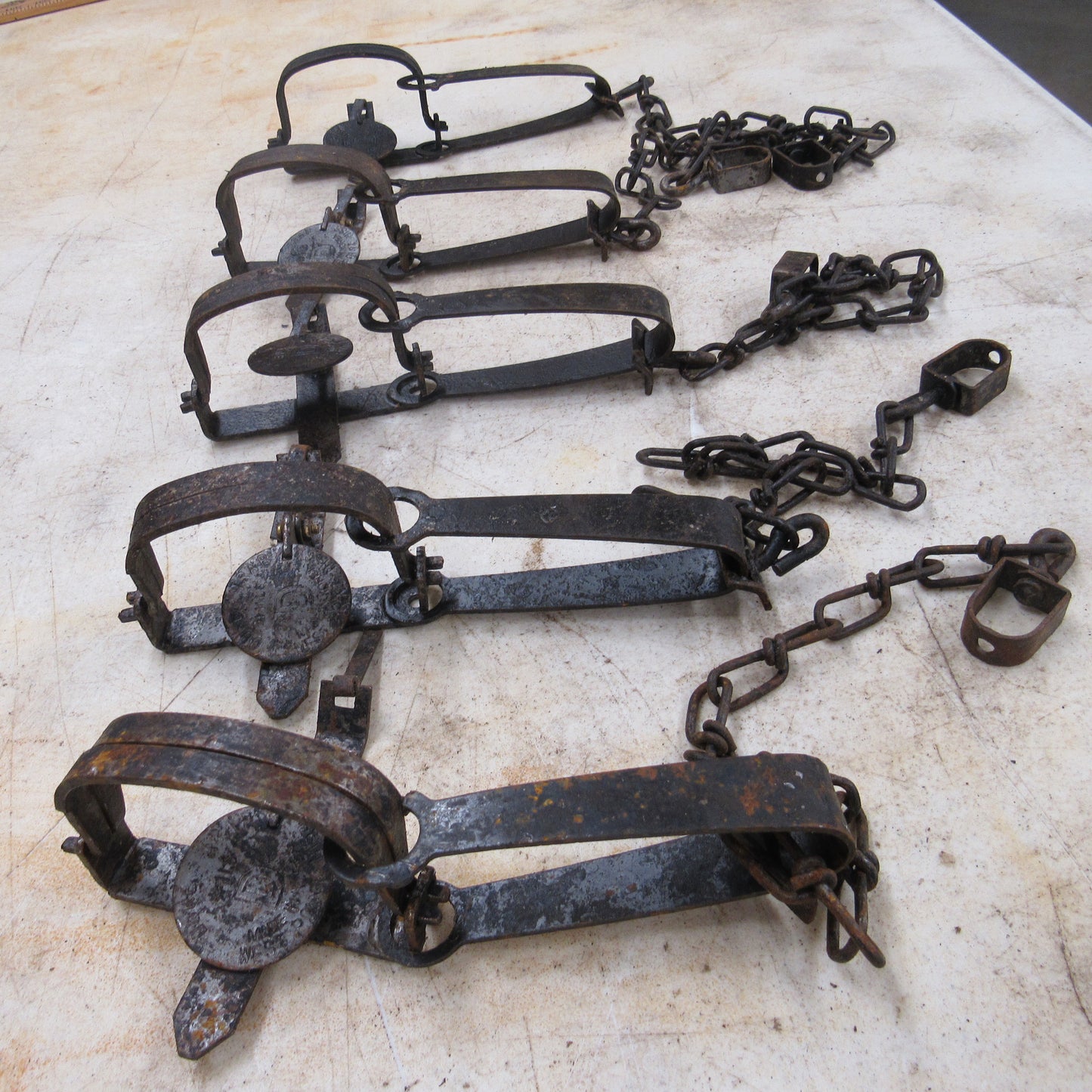 5 Used Duke #1 Long Spring Traps