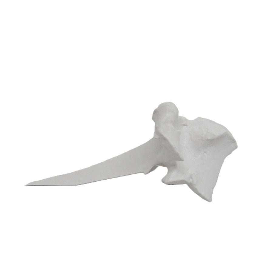 White T Bone - Synthetic Visual Lure Holder