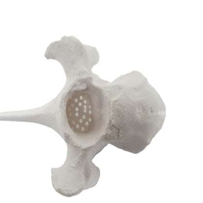 White T Bone - Synthetic Visual Lure Holder