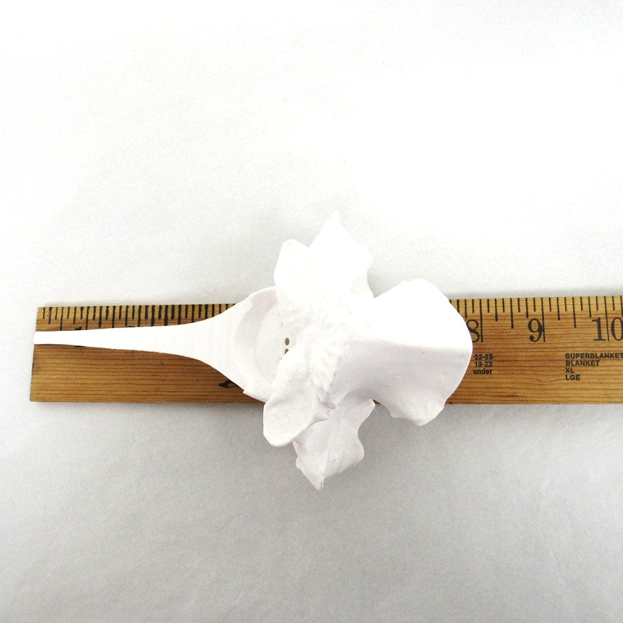 White T Bone - Synthetic Visual Lure Holder
