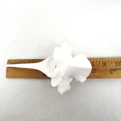 White T Bone - Synthetic Visual Lure Holder