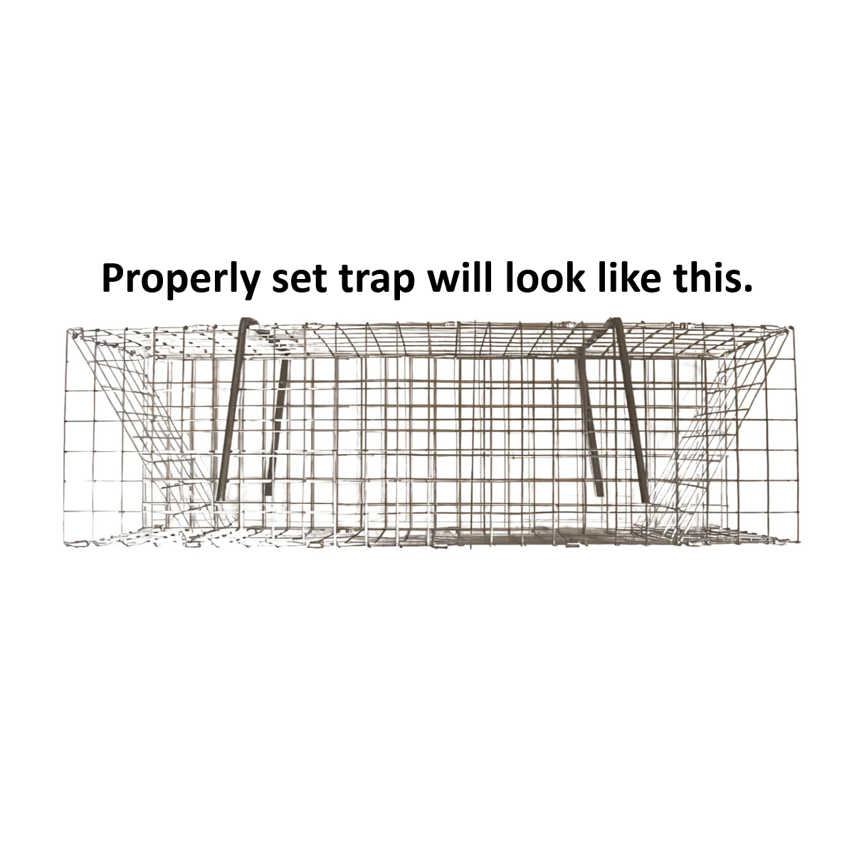 Folding Colony Muskrat Trap - 6" x 6" x 24"