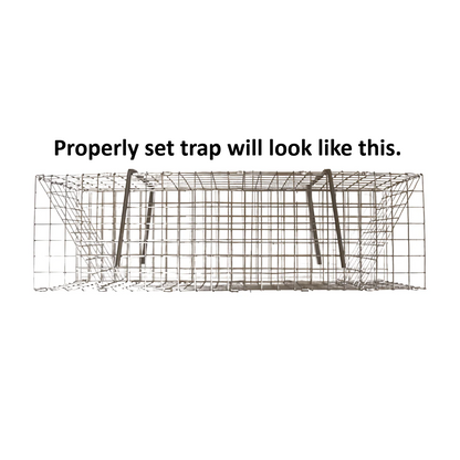 Folding Colony Muskrat Trap - 6" x 6" x 24"